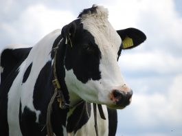 Student Leader Scholarship applications are due May 1 simmental cow