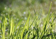 What is your manicured lawn really costing the environment? dew on grass