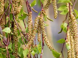 birch catkins