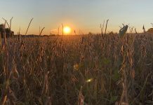 Address the ‘elephants in the barn’ on farm transition planning soybeans, grain market,sunset