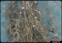 Is a soybean villain lurking in your field? soybean nematodes