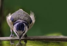 How to provide an ideal birdbath for your backyard birds bird in bird bath