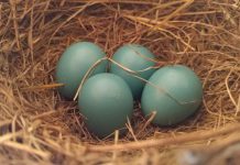 How do fertilized bird eggs transform into chicks? robin's eggs