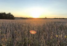 Advice for graduates: Pondering the big questions graduation, soybean field, advice for life,