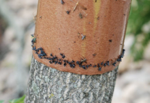 Department of agriculture highlights safe, effective spotted lanternfly trap Spotted lanternfly sticky band traps