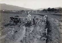Farmers should rely on faith and hope cattle pulling plow