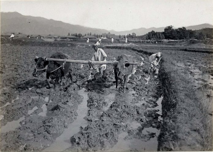 cattle pulling plow