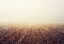 The fog calendar: Using folk wisdom to predict prairie spring storms foggy corn field