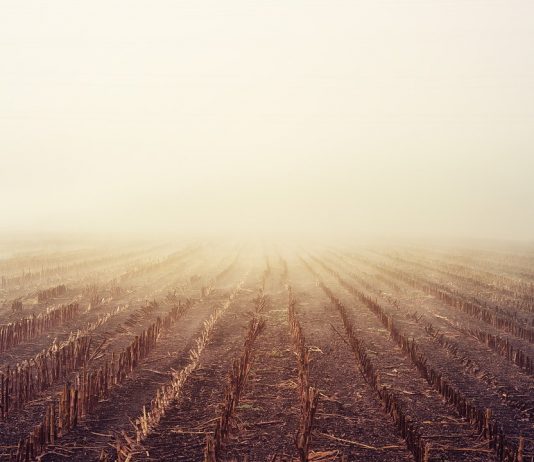 The fog calendar: Using folk wisdom to predict prairie spring storms foggy corn field
