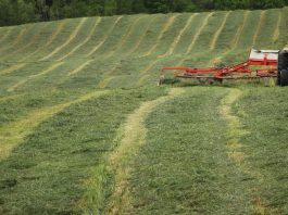 forages
