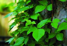 Joy of the outdoors outweighs the dangers poison ivy