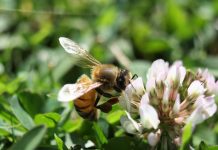 How to create a bee lawn bee on clover
