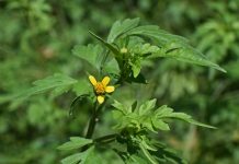 Tackle weeds in pastures, forages ragweed