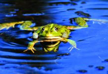 Listen for Bullfrog voices on a summer night bullfrog