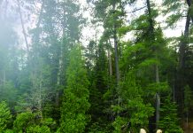 Now is the time to plan wilderness fishing trips Lake Temagami in Ontario, Canada.