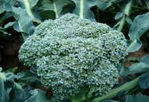 Is there a market for locally-grown broccoli on the East Coast? broccoli