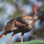 Opportunities provided for hunters with disabilities wild turkey