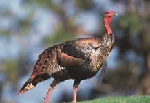 Opportunities provided for hunters with disabilities wild turkey