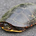 How to help turtles cross the road without doing harm paint turtle in the road