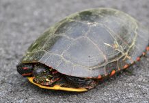 Turtle trafficking suspect charged for assault of officer paint turtle in the road