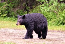 This bears repeating: No, just no Black Bear