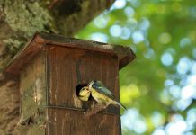 An update on tufted titmice nest boxes titmice