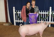 New rules for Pa. swine shows at county fairs African Swine Fever quarantine Pennsylvania
