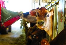 Genetics of feed efficiency could save dairymen $540M a year dairy cow
