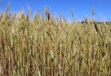 USDA expands double crop insurance wheat USDA GMO