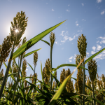 Planting summer annual grasses may be fix to hay shortage sorghum