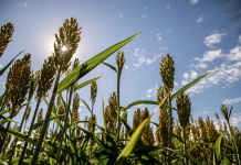 Planting summer annual grasses may be fix to hay shortage sorghum