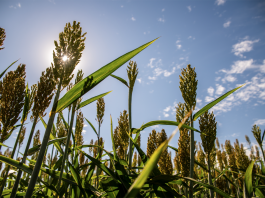 Find fast forage growth with warm-season annuals sorghum