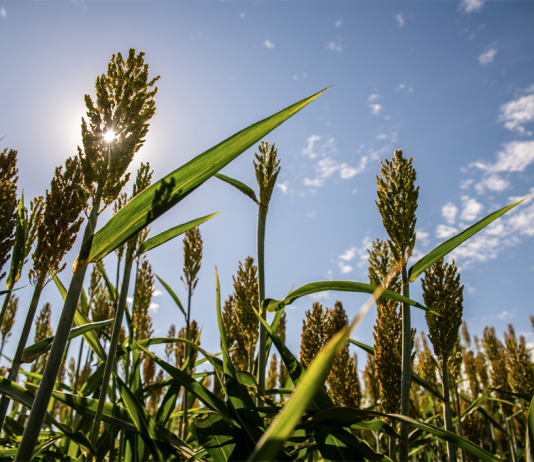Find fast forage growth with warm-season annuals sorghum