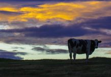 With cows, know when to hold ’em cow silhouette