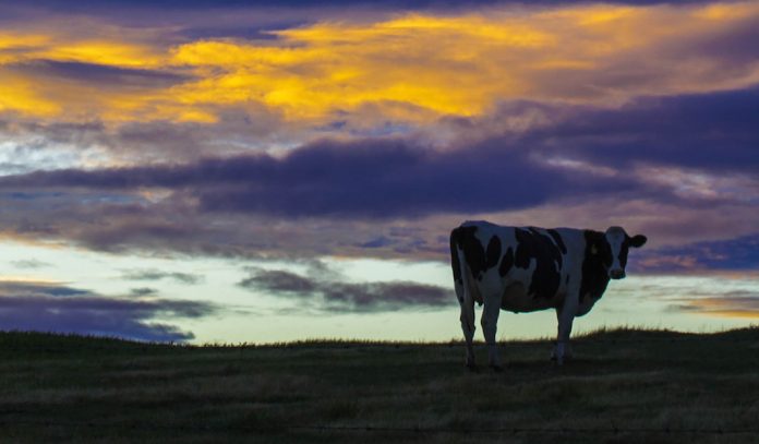 cow silhouette