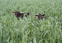 USDA will let farmers make hay earlier on cover crops USDA RMA cover crops haying grazing