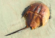 Living life on a sandy beach somewhere horse shoe crab
