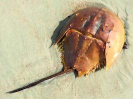 Living life on a sandy beach somewhere horse shoe crab