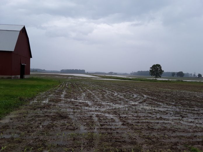 flood waters in a shelby county corn field