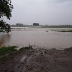 Spring showers bring standing water and drainage drama flood waters in a shelby county corn field