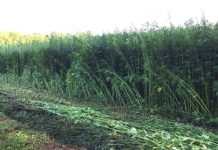 What’s next for industrial hemp growers? Hemp field