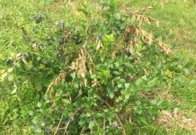 Cicadas damage blueberry patch at Western Pa. farm