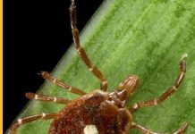Lone star tick bites could result in red meat allergies lone star tick