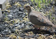 Mourning doves: A most unusual nest mourning dove
