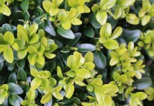 Boxwood blight detected in West Virginia boxwood