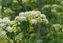 Different autumn weeds require different tactics poison hemlock flower