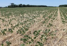 Ohio farmers advocate for conservation cover crop