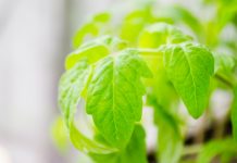 Excess rainfall impacting tomato plants tomato plants
