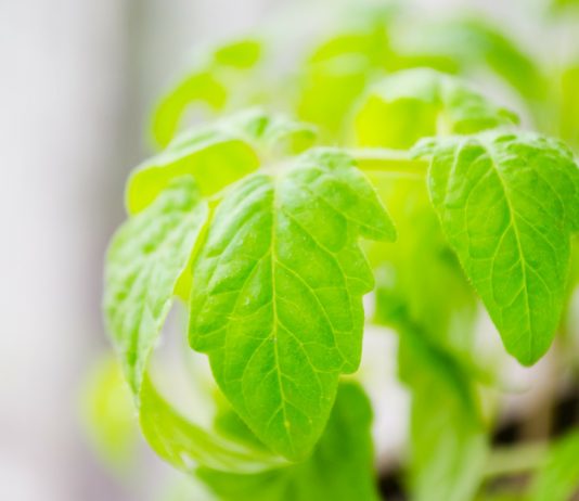 tomato plants