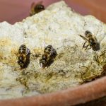 How to set up a water source for bees bee waterer